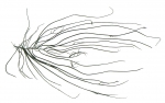 Chordaria flagelliformis, author: Fisheries and Oceans Canada