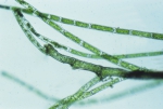 Plants