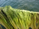 Cladophora, author: Fisheries and Oceans Canada