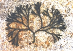 Codium, author: Fisheries and Oceans Canada