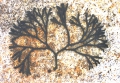 Codium