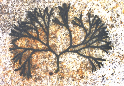 Codium Codium