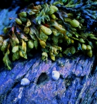 Phaeophyceae