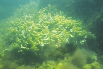 Fucus vesiculosus