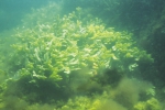 Macroalgae