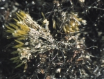 Furcellaria, author: Fisheries and Oceans Canada