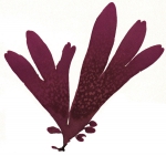 Macroalgae