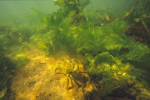 algae and crab
