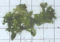 Ulva