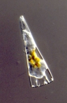 Diatoms