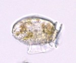 Phytoplankton