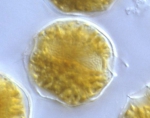 Dinoflagellates