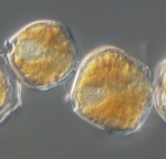 Dinoflagellates
