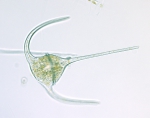 Dinoflagellates