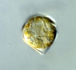 Scrippsiella trochoidea, author: National Research Council of Canada, Nancy Lewis