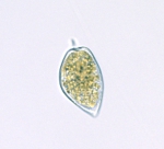 Prorocentrum micans, author: National Research Council of Canada, Nancy Lewis