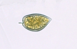 Dinoflagellates