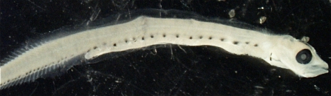 Ammodytes sp.