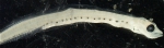 Perciformes