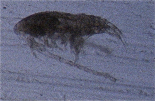 Calanus finmarchicus C1 Calanus finmarchicus C1