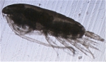 Calanus hyperboreus C4, author: Fisheries and Oceans Canada