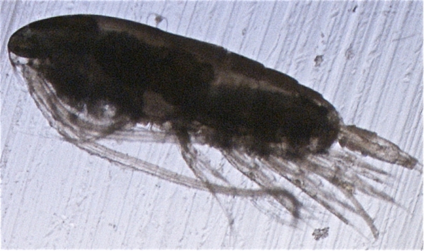 Calanus hyperboreus C4 Calanus hyperboreus C4