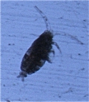 Calocalanus pavo, author: Fisheries and Oceans Canada