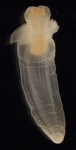 Clione limacina, author: Fisheries and Oceans Canada