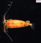 Copepod