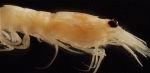 Crangon septemspinosa