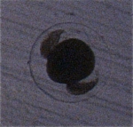 Euphausiacea