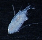 Eurytemora herdmanni female, author: Fisheries and Oceans Canada