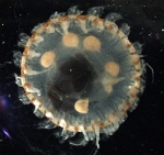 Scyphozoa (jelly fish)