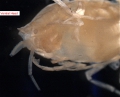 Amphipoda
