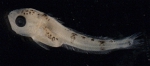 Merluccius bilinearis