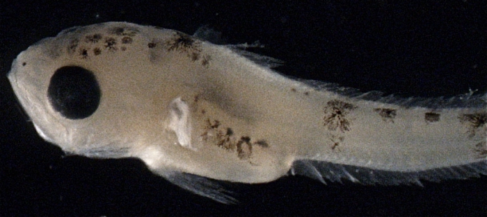 Merluccius bilinearis