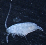 Paracalanus sp. female, author: Fisheries and Oceans Canada