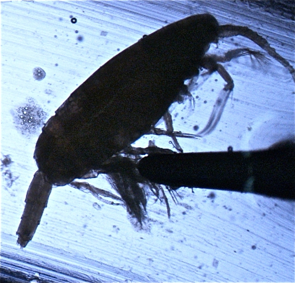 Paraeuchaeta norvegica male