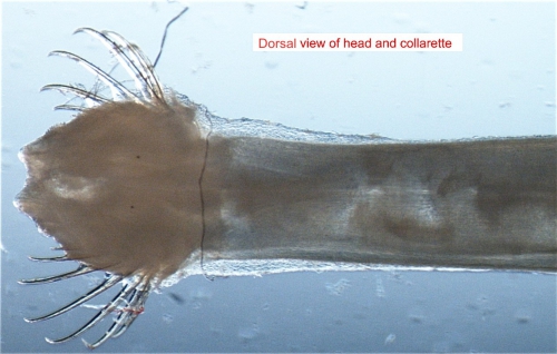 Sagitta bipunctata Sagitta bipunctata