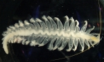 Polychaetes