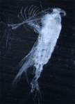 Tortanus discaudatus, author: Fisheries and Oceans Canada