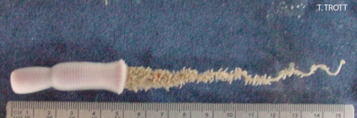 Priapulus caudatus live Priapulus caudatus live