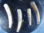 Scaphopoda