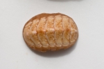 Polyplacophora