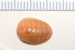 Polyplacophora