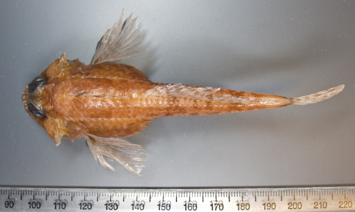 Icelus spatula (dorsal view) Icelus spatula (dorsal view)