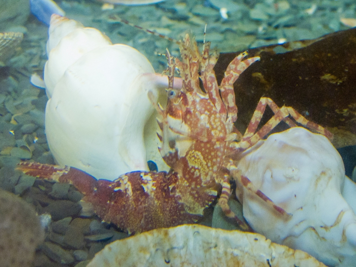 Lebbeus groenlandicus - pose in aquarium Lebbeus groenlandicus - pose in aquarium