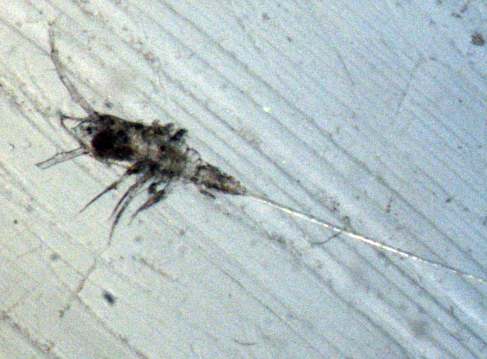 Aegisthus aculeatus Aegisthus aculeatus