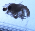 Cancer borealis megalopa