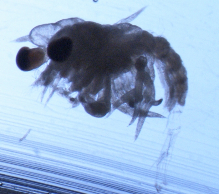 Cancer borealis megalopa